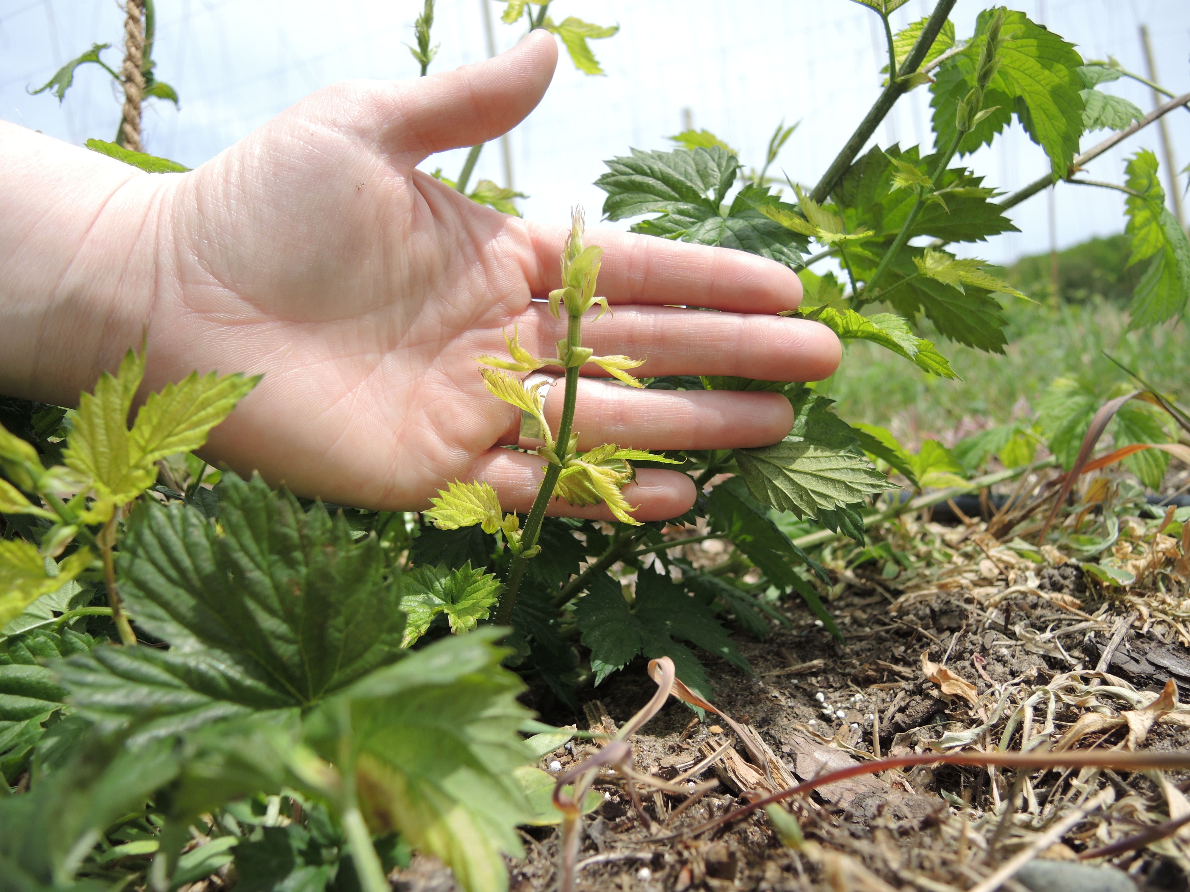 A small hop plant growing from the ground, with yellow wilted leaves as a sign of downy mildew infection.